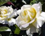 Букет белых роз по соннику